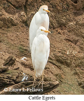 Cattle Egret - © Laura L Fellows and Exotic Birding LLC