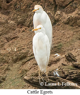 Cattle Egret - © Laura L Fellows and Exotic Birding LLC Cattle Egret - © Laura L Fellows and Exotic Birding LLC