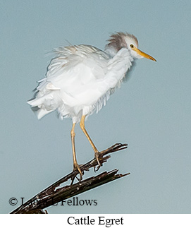 Cattle Egret - © Laura L Fellows and Exotic Birding LLC