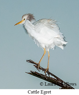 Cattle Egret - © Laura L Fellows and Exotic Birding LLC Cattle Egret - © Laura L Fellows and Exotic Birding LLC