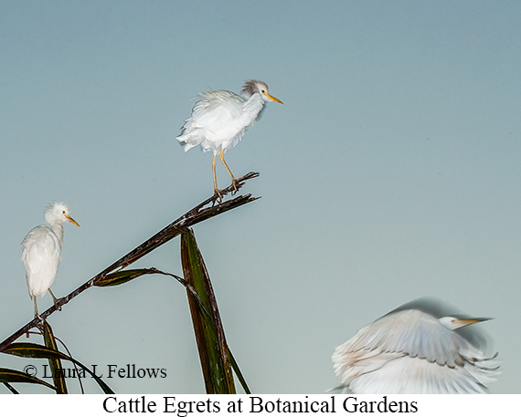 Cattle Egret - © Laura L Fellows and Exotic Birding LLC