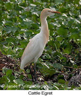 Cattle Egret - © James F Wittenberger and Exotic Birding LLC