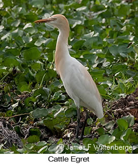 Cattle Egret - © James F Wittenberger and Exotic Birding LLC