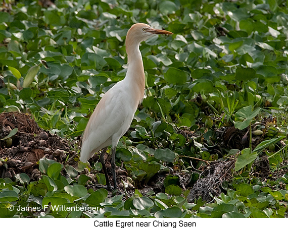 Cattle Egret - © James F Wittenberger and Exotic Birding LLC