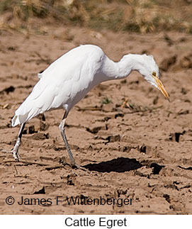 Cattle Egret - © James F Wittenberger and Exotic Birding LLC Cattle Egret - © James F Wittenberger and Exotic Birding LLC