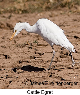 Cattle Egret - © James F Wittenberger and Exotic Birding LLC