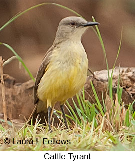 Cattle Tyrant - © Laura L Fellows and Exotic Birding LLC