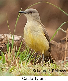 Cattle Tyrant - © Laura L Fellows and Exotic Birding LLC