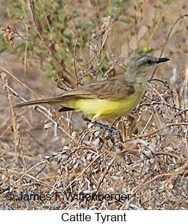 Cattle Tyrant - © James F Wittenberger and Exotic Birding LLC