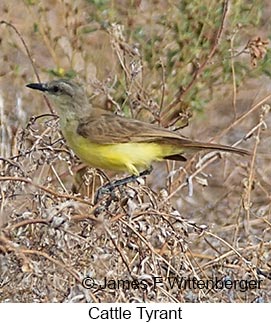 Cattle Tyrant - © James F Wittenberger and Exotic Birding LLC