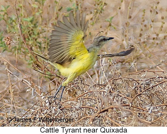 Cattle Tyrant - © James F Wittenberger and Exotic Birding LLC