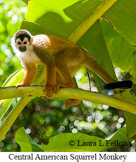 Central American Squirrel Monkey - © Laura L Fellows and Exotic Birding LLC