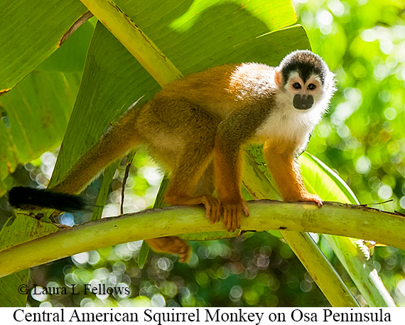 Central American Squirrel Monkey - © Laura L Fellows and Exotic Birding LLC