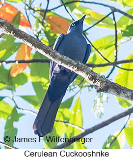 Cerulean Cuckooshrike - &copy; James F Wittenberger and Exotic Birding LLC
