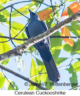 Cerulean Cuckooshrike - © James F Wittenberger and Exotic Birding LLC
