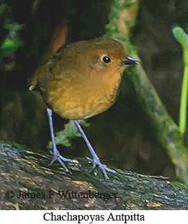 Chachapoyas Antpitta - &copy; James F Wittenberger and Exotic Birding LLC
