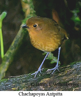 Chachapoyas Antpitta - &copy; James F Wittenberger and Exotic Birding LLC