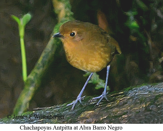 Chachapoyas Antpitta - &copy; James F Wittenberger and Exotic Birding LLC
