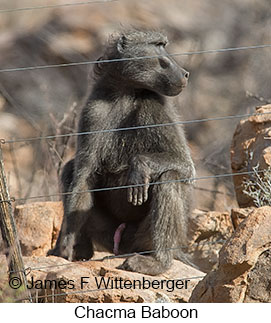 Chacma Baboon - © James F Wittenberger and Exotic Birding LLC