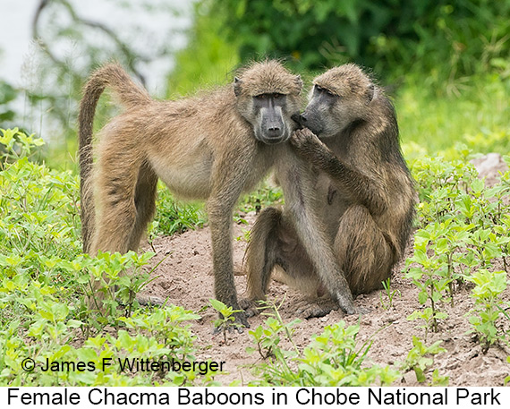 Chacma Baboon - © James F Wittenberger and Exotic Birding LLC Chacma Baboon - © James F Wittenberger and Exotic Birding LLC