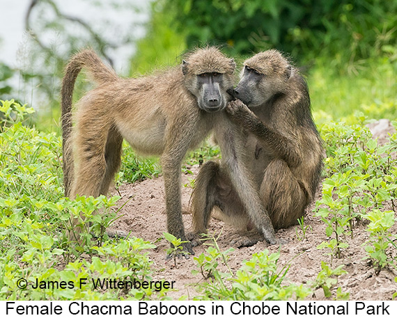 Chacma Baboon - © James F Wittenberger and Exotic Birding LLC