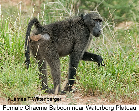 Chacma Baboon - © James F Wittenberger and Exotic Birding LLC