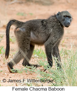 Chacma Baboon - &copy; James F Wittenberger and Exotic Birding LLC