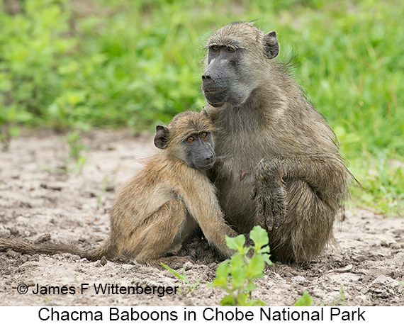 Chacma Baboon - © James F Wittenberger and Exotic Birding LLC