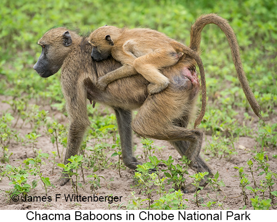 Chacma Baboon - © James F Wittenberger and Exotic Birding LLC