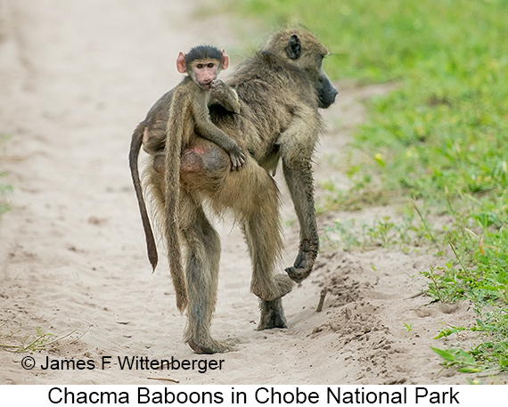 Chacma Baboon - © James F Wittenberger and Exotic Birding LLC