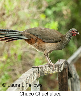 Chaco Chachalaca - &copy; Laura L Fellows and Exotic Birding LLC