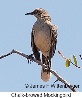 Chalk-browed Mockingbird - © James F Wittenberger and Exotic Birding LLC