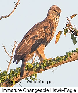 Changeable Hawk-Eagle - &copy; James F Wittenberger and Exotic Birding LLC