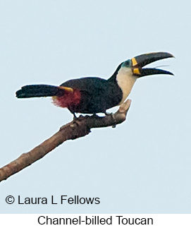 Channel-billed Toucan - © Laura L Fellows and Exotic Birding LLC