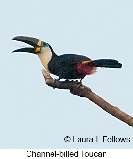 Channel-billed Toucan - © Laura L Fellows and Exotic Birding LLC
