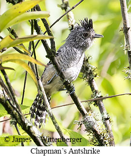 Chapman's Antshrike - &copy; James F Wittenberger and Exotic Birding LLC