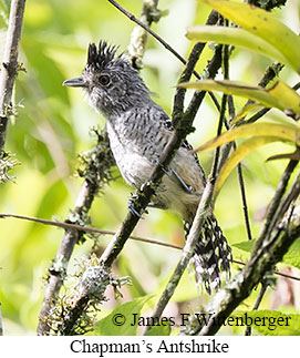 Chapman's Antshrike - &copy; James F Wittenberger and Exotic Birding LLC