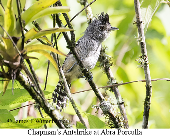 Chapman's Antshrike - &copy; James F Wittenberger and Exotic Birding LLC