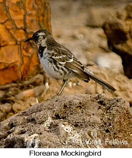 Floreana Mockingbird - &copy; Laura L Fellows and Exotic Birding Tours