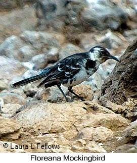 Floreana Mockingbird - &copy; Laura L Fellows and Exotic Birding Tours