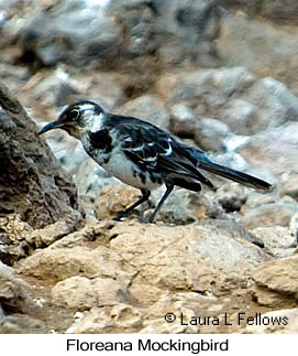 Floreana Mockingbird - © Laura L Fellows and Exotic Birding LLC