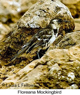 Floreana Mockingbird - © Laura L Fellows and Exotic Birding LLC