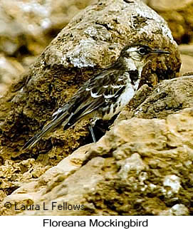 Floreana Mockingbird - © Laura L Fellows and Exotic Birding LLC Floreana Mockingbird - © Laura L Fellows and Exotic Birding LLC