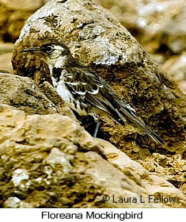Floreana Mockingbird - © Laura L Fellows and Exotic Birding LLC