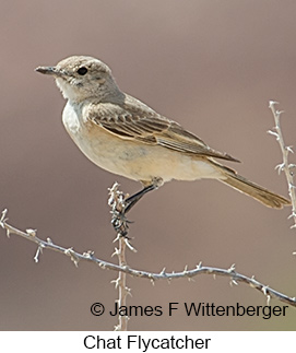 Chat Flycatcher - © James F Wittenberger and Exotic Birding LLC Chat Flycatcher - © James F Wittenberger and Exotic Birding LLC