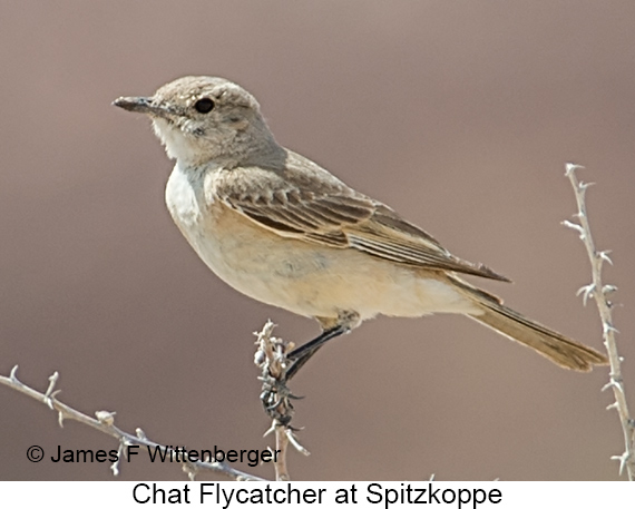 Chat Flycatcher - © James F Wittenberger and Exotic Birding LLC Chat Flycatcher - © James F Wittenberger and Exotic Birding LLC