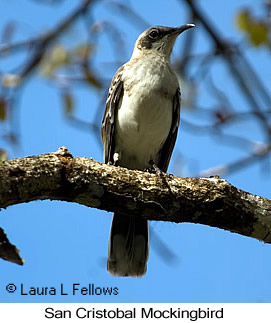 San Cristobal Mockingbird - © Laura L Fellows and Exotic Birding LLC