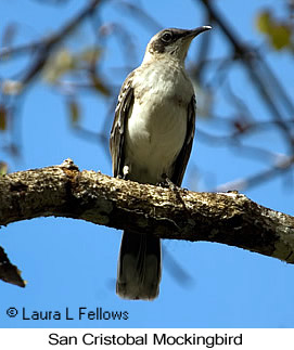 San Cristobal Mockingbird - © Laura L Fellows and Exotic Birding LLC San Cristobal Mockingbird - © Laura L Fellows and Exotic Birding LLC