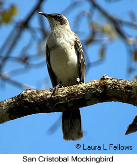 San Cristobal Mockingbird - &copy; Laura L Fellows and Exotic Birding Tours