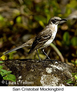 San Cristobal Mockingbird - &copy; Laura L Fellows and Exotic Birding Tours